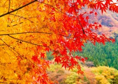 紅葉 (6) 紅葉 (6)